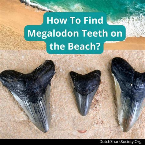 best place to find megalodon teeth.